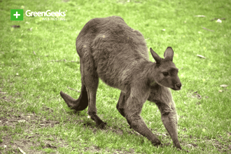 Kangaroo Island